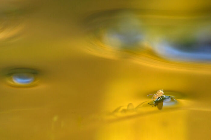 Preseleccionado: "Un colémbolo en un lago dorado" de Nicolas Dupieux