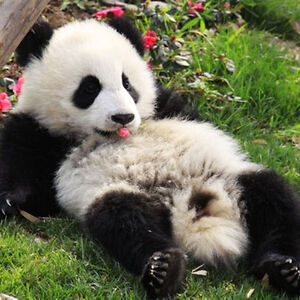 harveyrabbit3 avatar