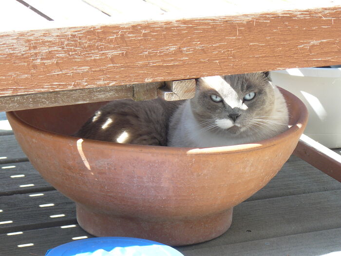 Sandy Napping In An Empty Plant Pot Under A Deck Chair