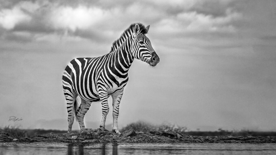 Black And White Africa
