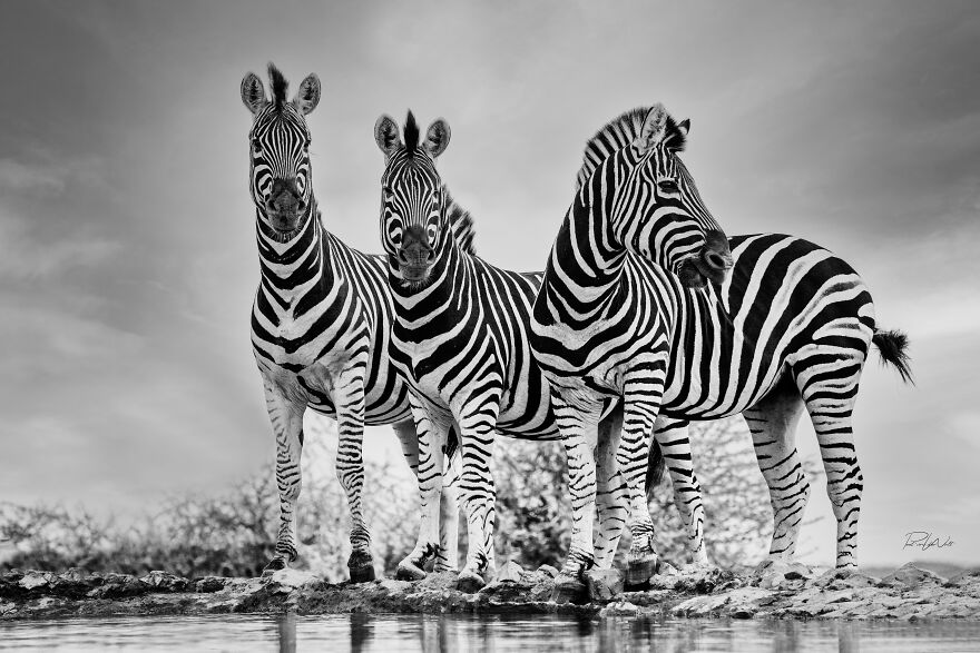 Black And White Africa
