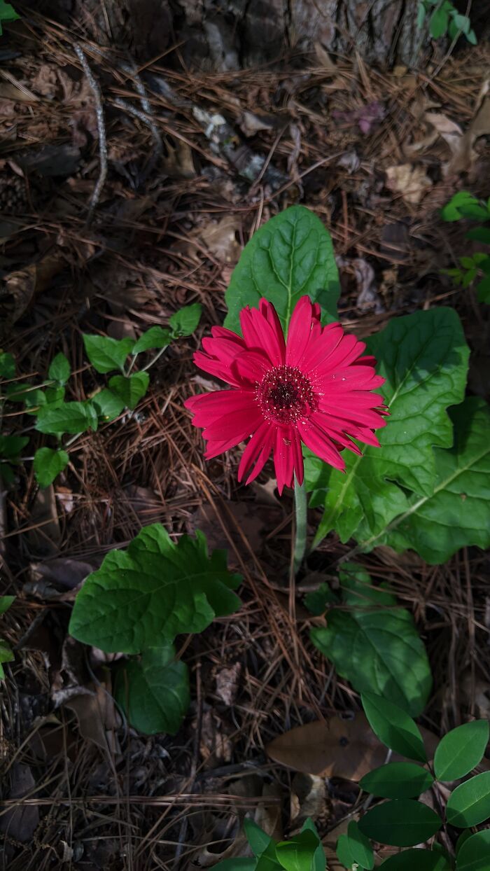 A Red Gerbera Daisy! We Planted It A Few Years Ago And It's Come Back Every Year Since. It's Survived Freezes, Small Droughts, And A Hurricane! It's Sadly Not Bloomed Anymore, This Picture Is From March 28th. We Look Forward To Seeing It Every Year