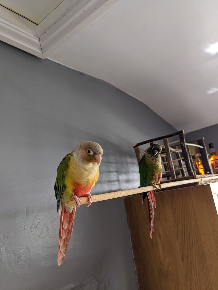 Another Bird Based Interior Design Hack, But You Can Bolt These Cheap Wooden Poles Sold At Most DIY Stores Onto Anything Wooden For An Instant And Greatly Appreciated Perch