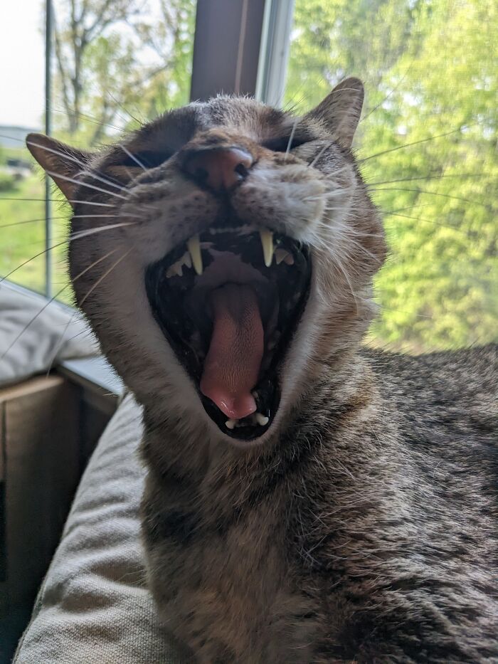 My Stripey Apex Predator