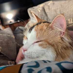 elizabethbrownellie avatar