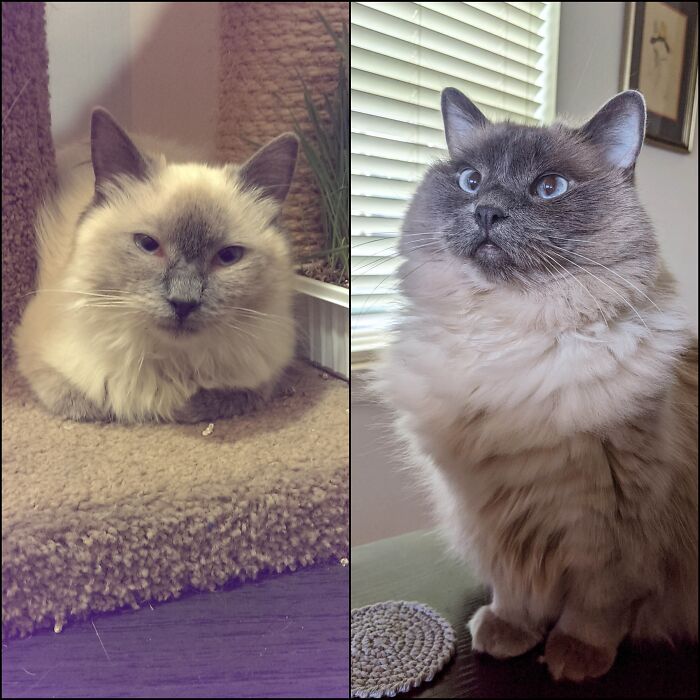 The Day We Rescued Her And Now! Meet Pearl - Shelter Said She Was The Runt Of Her Litter (She Was Smol And Scared) And Now She's A Floofy, Sassy Queen!