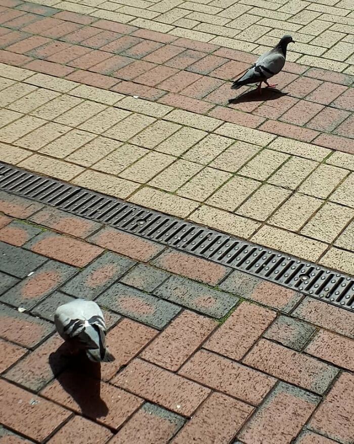 Pigeons At The Civic Center In Wythenshawe, UK. We Don't See Pigeons Anymore In Winnipeg. Had To Take A Picture. They're Almost Endangered Now. Passenger Pigeon Is Already Gone For Good