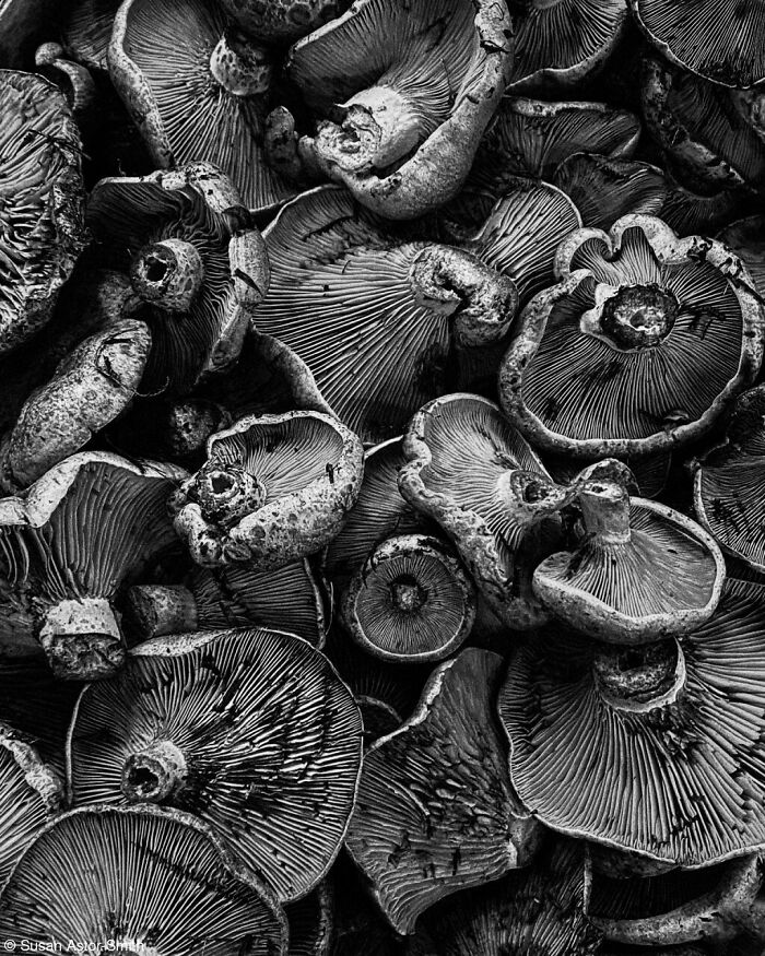 1st Place, Hotel Art Group Cream Of The Crop: Mushrooms In Seville Market By Susan Astor-Smith (Australia)