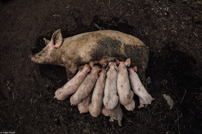 1st Place, Food In The Field: Dinner Is Ready By Felipe Pizano (United Kingdom)