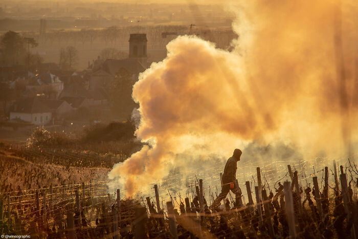 1st Place, Errazuriz Wine Photographer Of The Year - Places: Pommard Pruning By Oscar Oliveras (France)