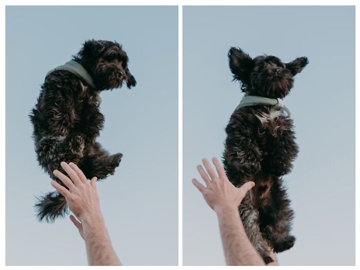 My 8 Month Old Maltese-Shih Tzu. His Name Is Frodo From The Lotr