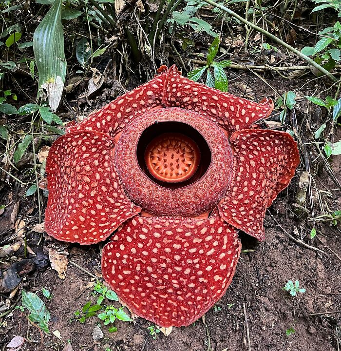Rafflesia Arnoldii plant on the ground