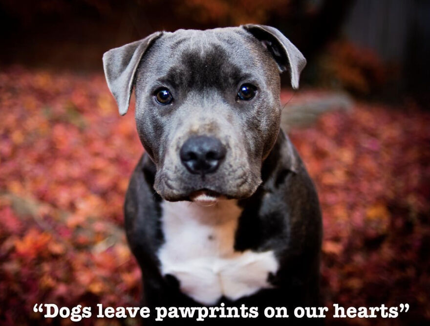 Unconditional Love And Mateship: The Impact Of Dogs On Growing Children