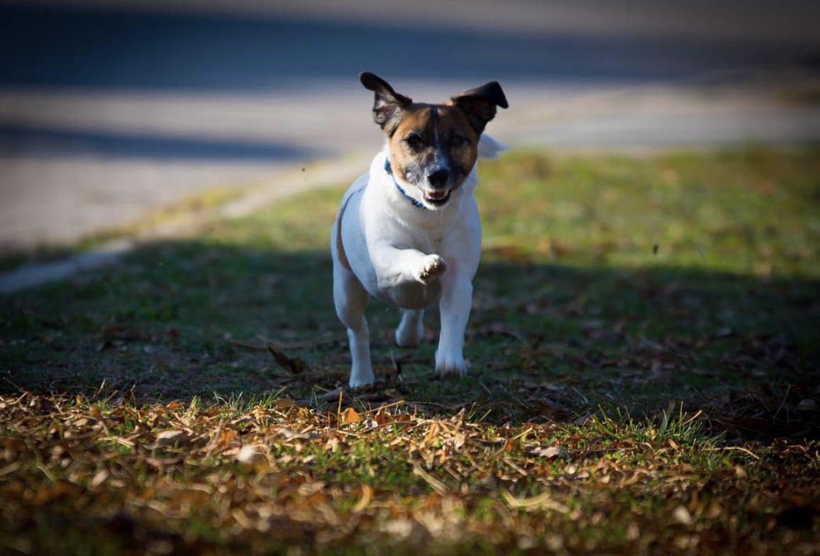 The Top 3 Reasons We Love Our Dogs: Unconditional Love, Stress Relief, And Security