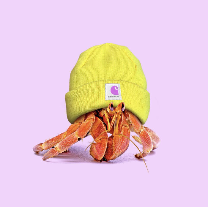 Hipster Crab