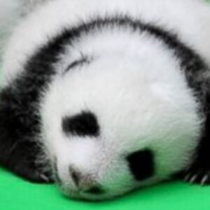 samsrithalavu avatar