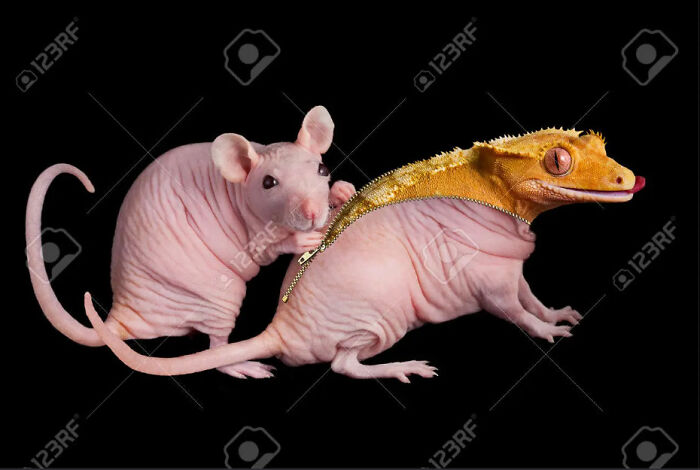 I Found This One While Searching For Images Of The Crested Rat