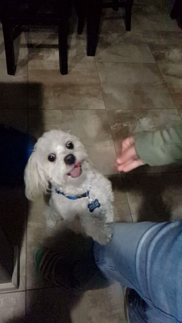 Perfectly Timed This Photo Just As My Dog Leo Was Turning Around After Getting A Treat