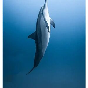 emmanuel_enyi avatar