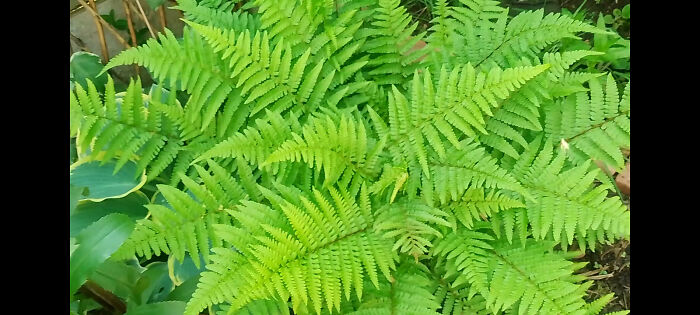 Non-Wild Ferns In Our Plant Bed
