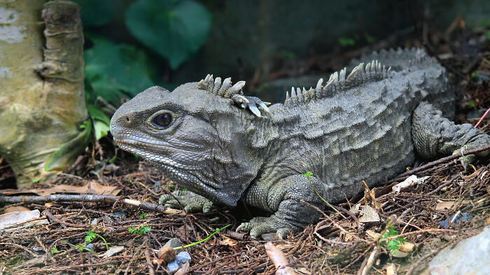 A Tuatara