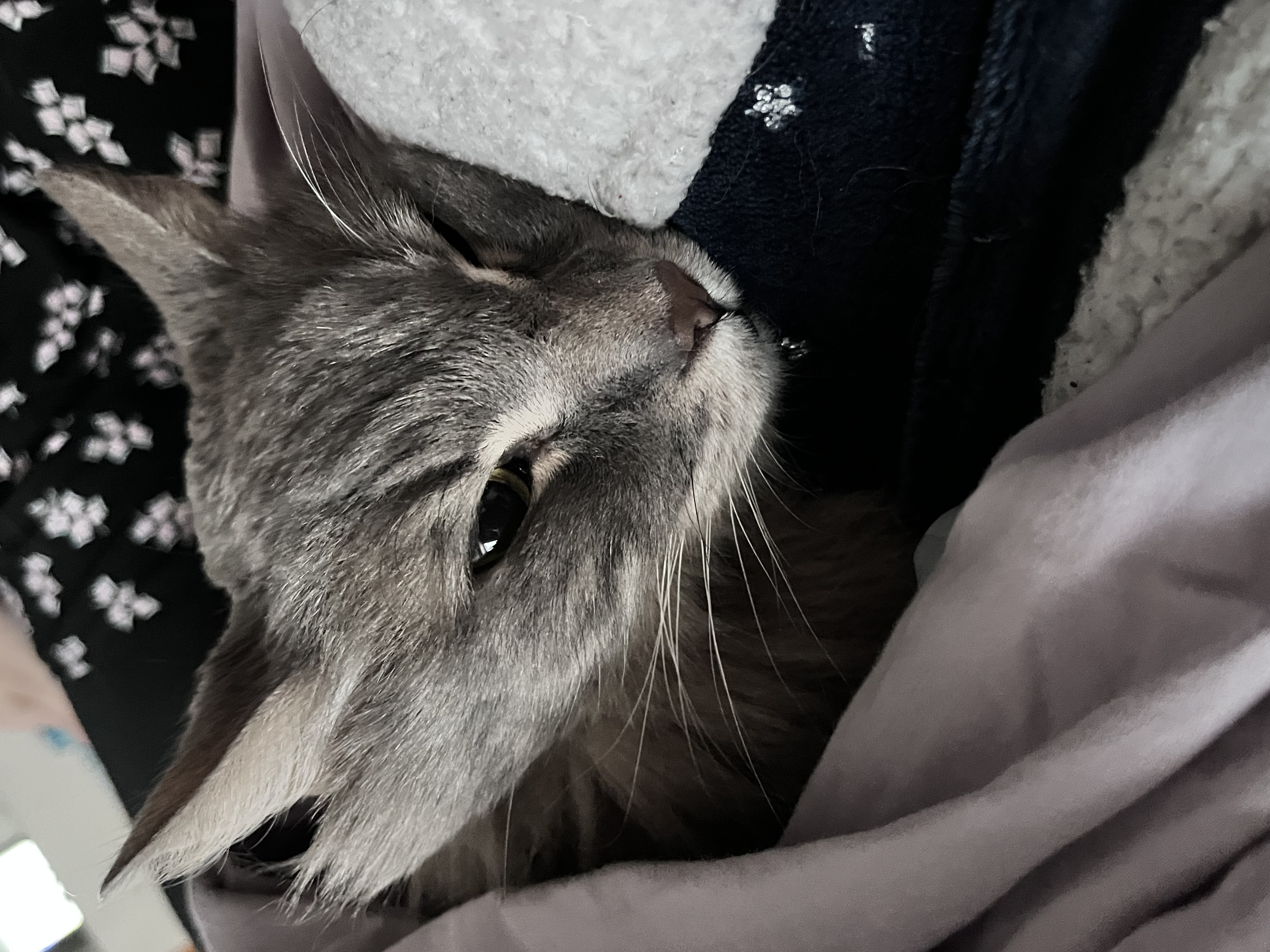 Share Your Best Photos Of A Deceased Pet!