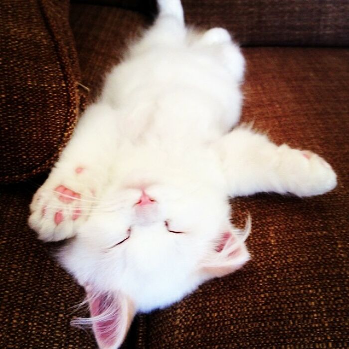 Rescued Cat Silas Surprises His Forever Family With His True Fluff Form As His Pictures Go Viral On Social Media Rescued Cat Silas Surprises His Forever Family With His True Fluff Form As His Pictures Go Viral On Social Media