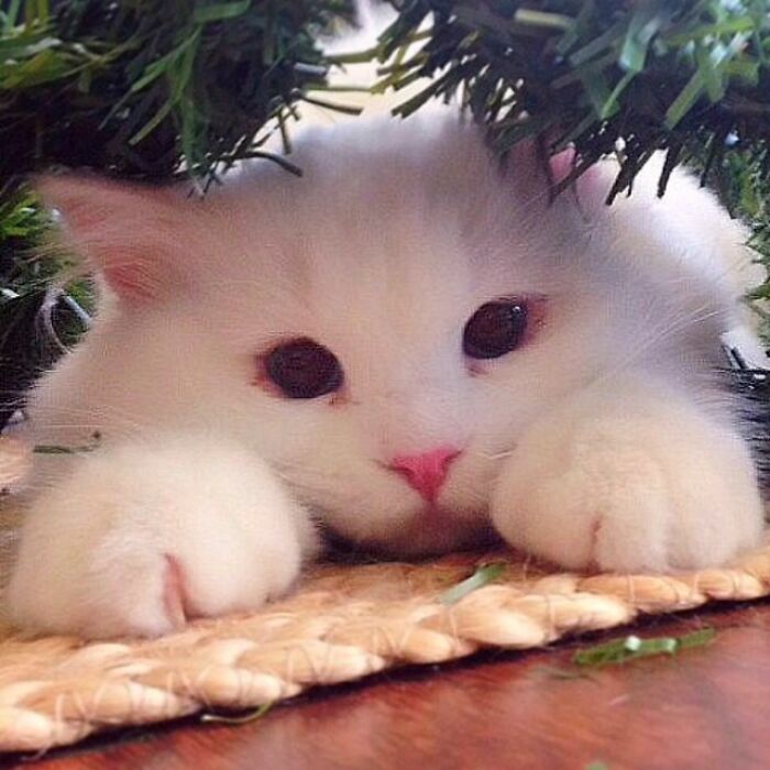 Rescued Cat Silas Surprises His Forever Family With His True Fluff Form As His Pictures Go Viral On Social Media Rescued Cat Silas Surprises His Forever Family With His True Fluff Form As His Pictures Go Viral On Social Media