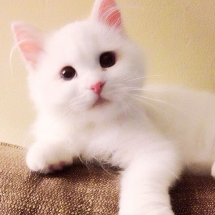 Rescued Cat Silas Surprises His Forever Family With His True Fluff Form As His Pictures Go Viral On Social Media Rescued Cat Silas Surprises His Forever Family With His True Fluff Form As His Pictures Go Viral On Social Media