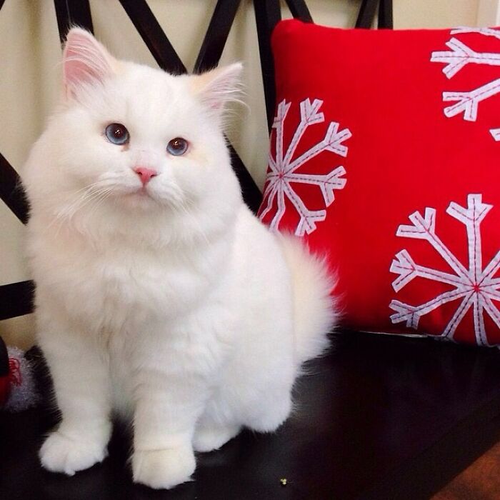 Rescued Cat Silas Surprises His Forever Family With His True Fluff Form As His Pictures Go Viral On Social Media Rescued Cat Silas Surprises His Forever Family With His True Fluff Form As His Pictures Go Viral On Social Media