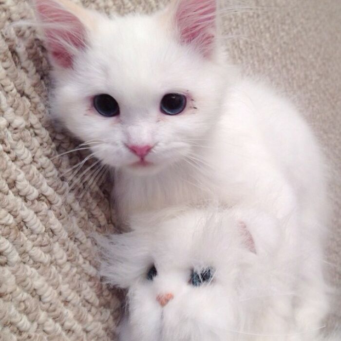 Rescued Cat Silas Surprises His Forever Family With His True Fluff Form As His Pictures Go Viral On Social Media Rescued Cat Silas Surprises His Forever Family With His True Fluff Form As His Pictures Go Viral On Social Media