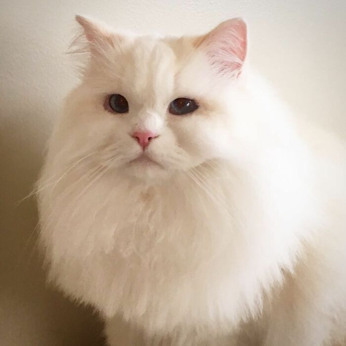 Rescued Cat Silas Surprises His Forever Family With His True Fluff Form As His Pictures Go Viral On Social Media Rescued Cat Silas Surprises His Forever Family With His True Fluff Form As His Pictures Go Viral On Social Media