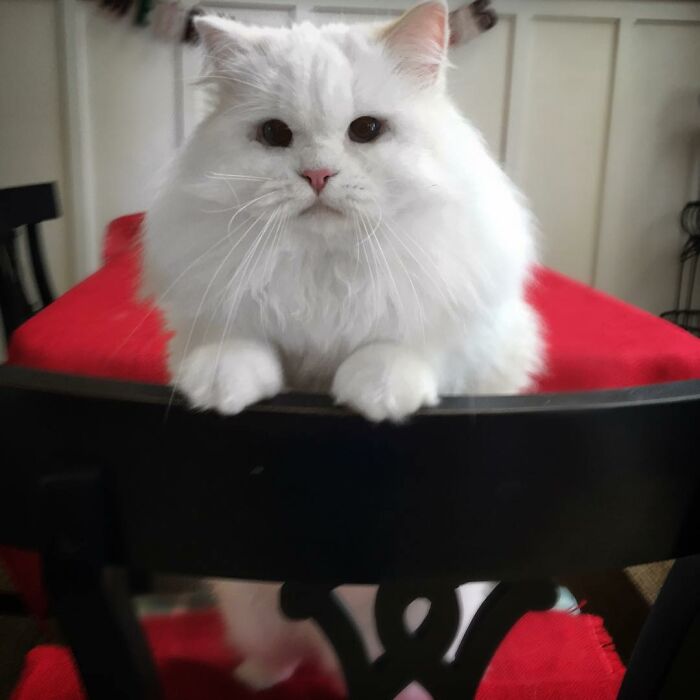 Rescued Cat Silas Surprises His Forever Family With His True Fluff Form As His Pictures Go Viral On Social Media Rescued Cat Silas Surprises His Forever Family With His True Fluff Form As His Pictures Go Viral On Social Media