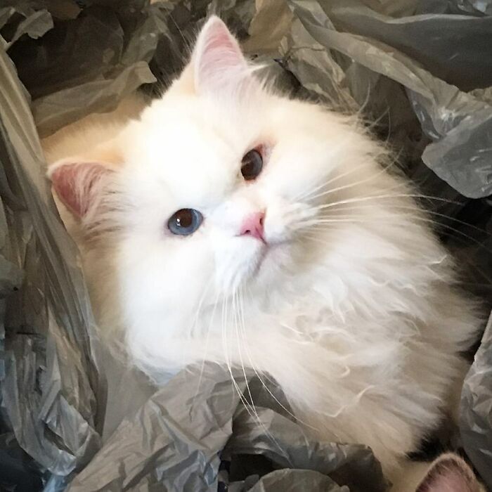 Rescued Cat Silas Surprises His Forever Family With His True Fluff Form As His Pictures Go Viral On Social Media Rescued Cat Silas Surprises His Forever Family With His True Fluff Form As His Pictures Go Viral On Social Media