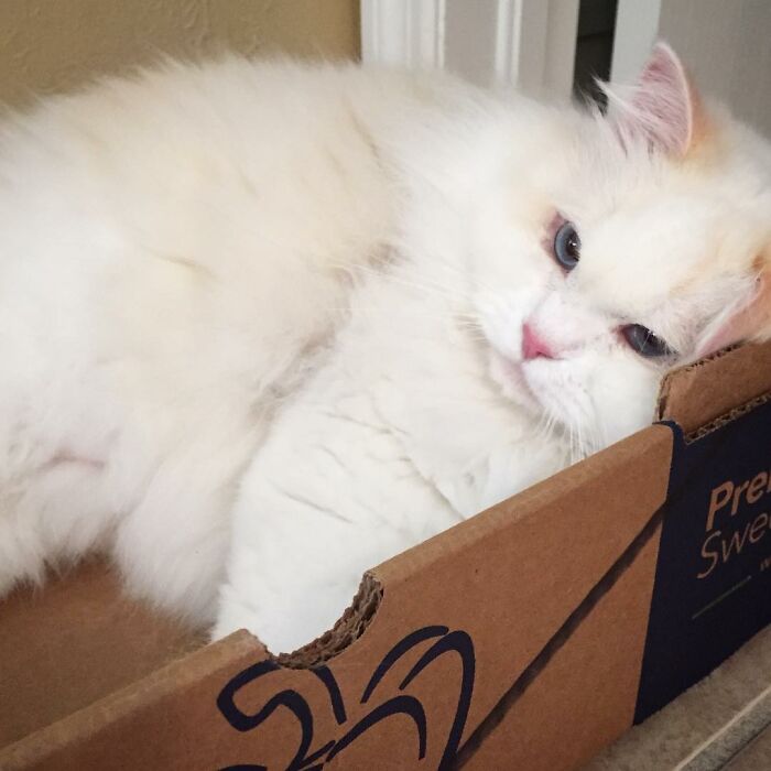 Rescued Cat Silas Surprises His Forever Family With His True Fluff Form As His Pictures Go Viral On Social Media Rescued Cat Silas Surprises His Forever Family With His True Fluff Form As His Pictures Go Viral On Social Media