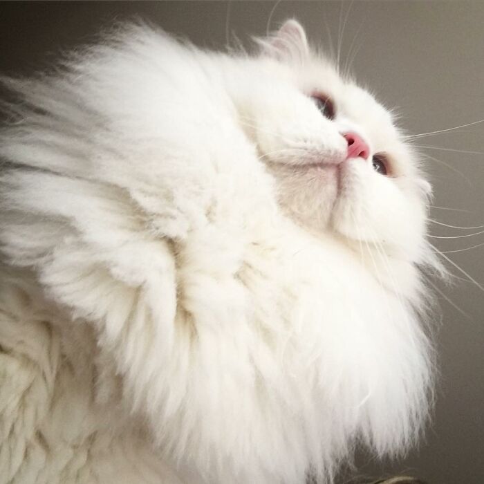 Rescued Cat Silas Surprises His Forever Family With His True Fluff Form As His Pictures Go Viral On Social Media Rescued Cat Silas Surprises His Forever Family With His True Fluff Form As His Pictures Go Viral On Social Media