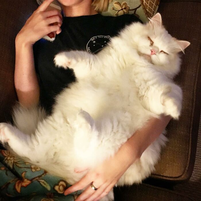 Rescued Cat Silas Surprises His Forever Family With His True Fluff Form As His Pictures Go Viral On Social Media Rescued Cat Silas Surprises His Forever Family With His True Fluff Form As His Pictures Go Viral On Social Media