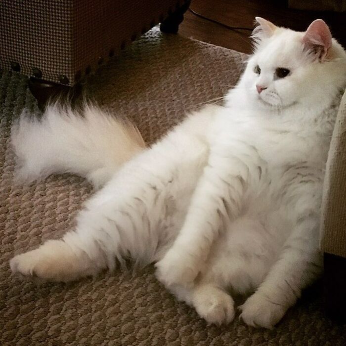 Rescued Cat Silas Surprises His Forever Family With His True Fluff Form As His Pictures Go Viral On Social Media Rescued Cat Silas Surprises His Forever Family With His True Fluff Form As His Pictures Go Viral On Social Media