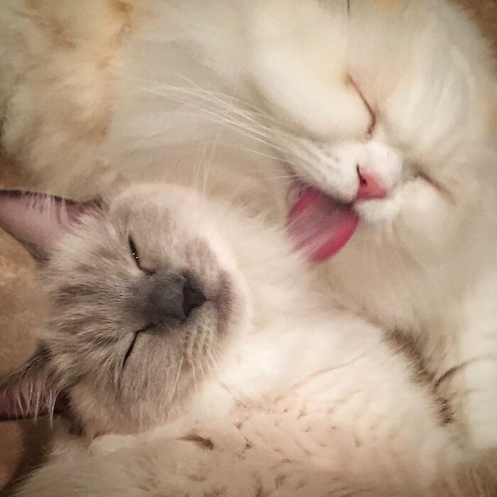 Rescued Cat Silas Surprises His Forever Family With His True Fluff Form As His Pictures Go Viral On Social Media Rescued Cat Silas Surprises His Forever Family With His True Fluff Form As His Pictures Go Viral On Social Media