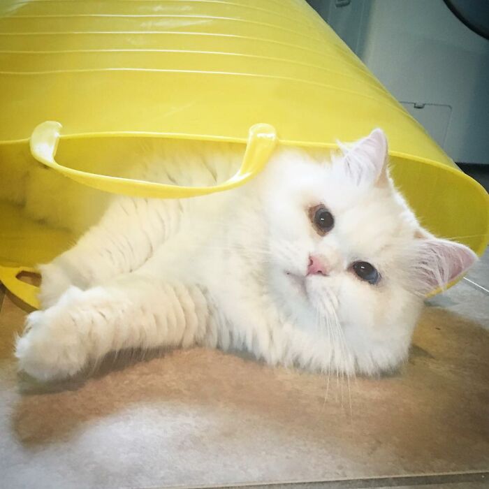 Rescued Cat Silas Surprises His Forever Family With His True Fluff Form As His Pictures Go Viral On Social Media Rescued Cat Silas Surprises His Forever Family With His True Fluff Form As His Pictures Go Viral On Social Media