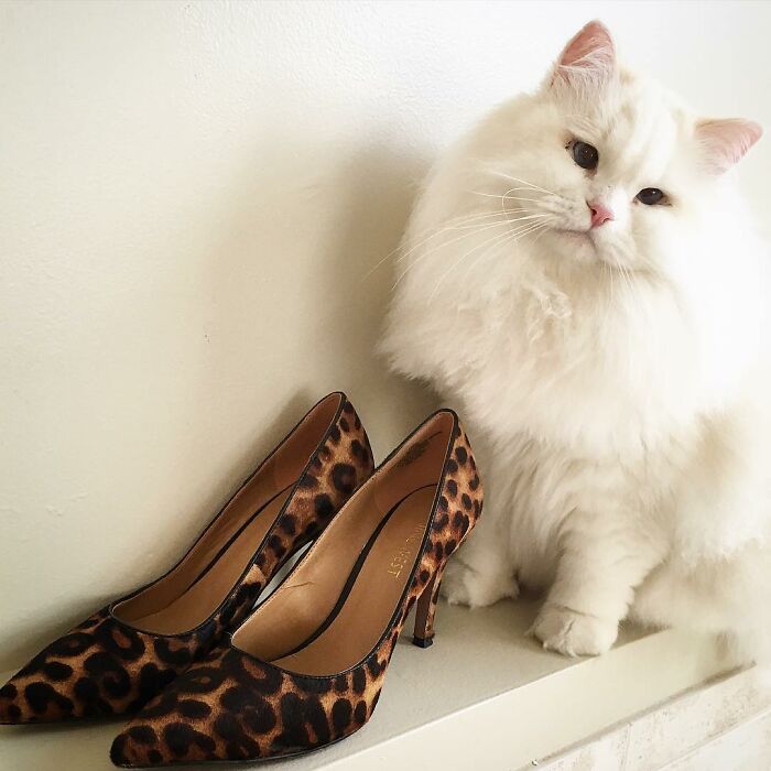 Rescued Cat Silas Surprises His Forever Family With His True Fluff Form As His Pictures Go Viral On Social Media Rescued Cat Silas Surprises His Forever Family With His True Fluff Form As His Pictures Go Viral On Social Media