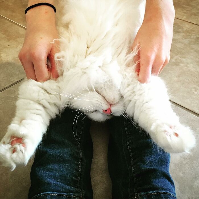 Rescued Cat Silas Surprises His Forever Family With His True Fluff Form As His Pictures Go Viral On Social Media Rescued Cat Silas Surprises His Forever Family With His True Fluff Form As His Pictures Go Viral On Social Media