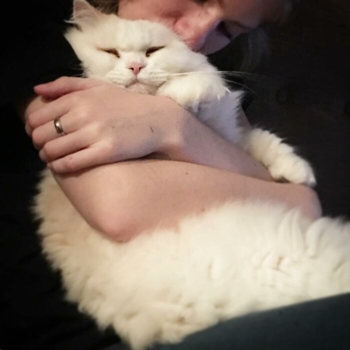 Rescued Cat Silas Surprises His Forever Family With His True Fluff Form As His Pictures Go Viral On Social Media Rescued Cat Silas Surprises His Forever Family With His True Fluff Form As His Pictures Go Viral On Social Media