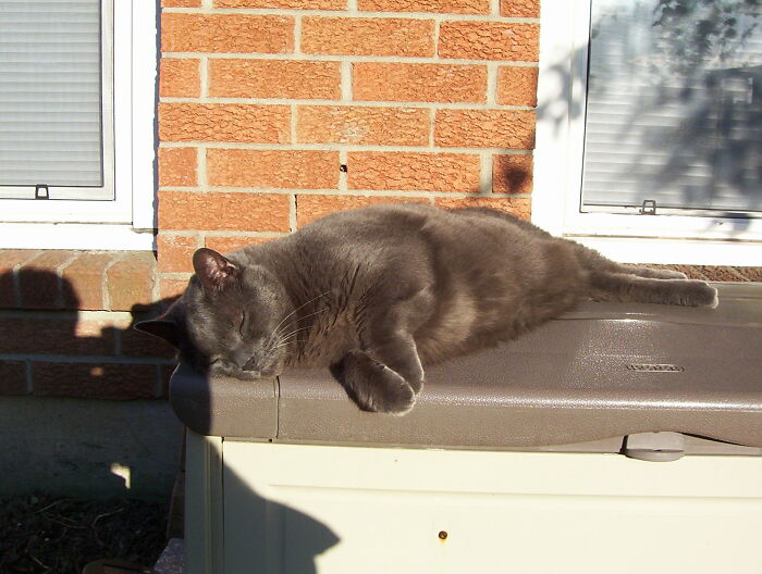 Nothing Like A Snooze In The Sun. "Simon" (R.i.p.)