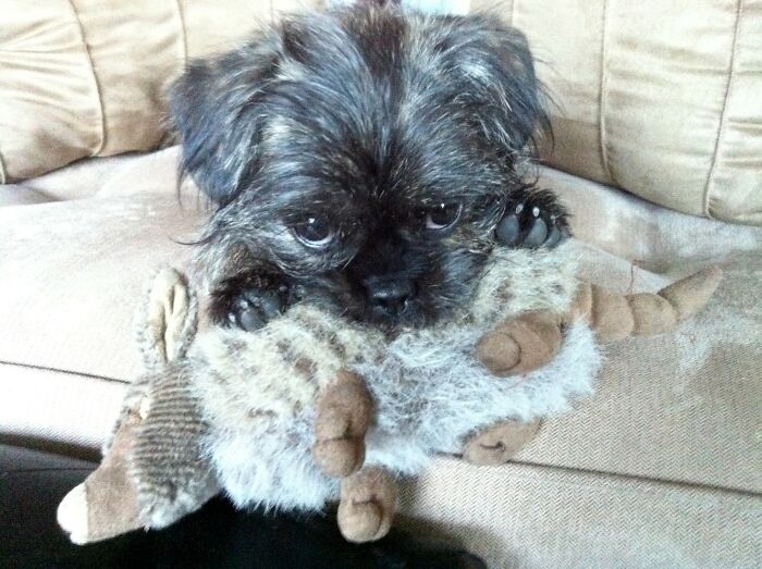 Smudge And Her Armadillo Stuffed Toy. 12 Years Later She Still Has Him Though He Is Way Rattier But So Well Loved