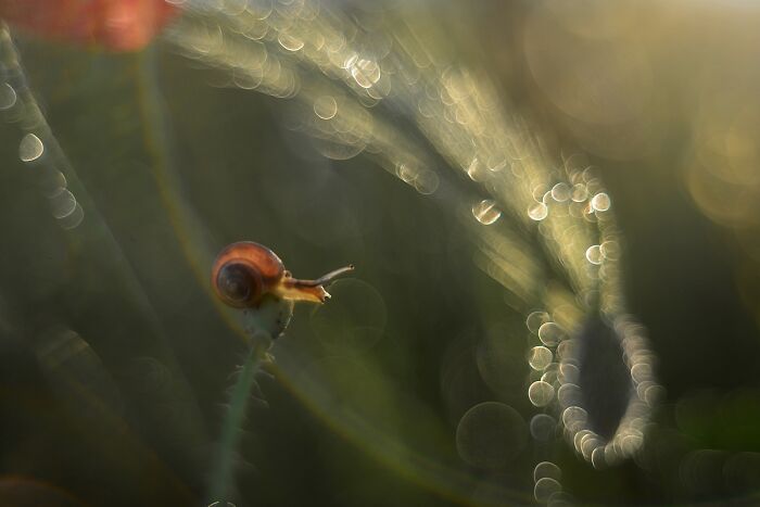 Snails In The Sun