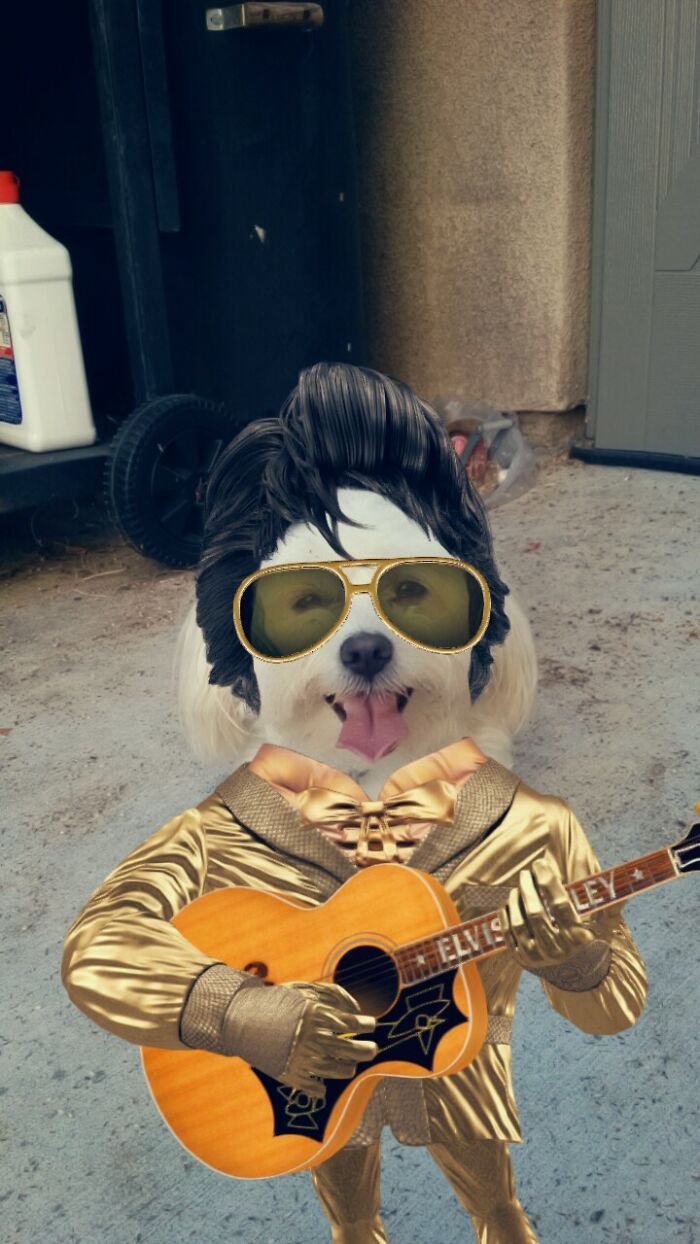 This Is Leo. The Elvis Filter On Snapchat Worked Perfectly On Him Xd