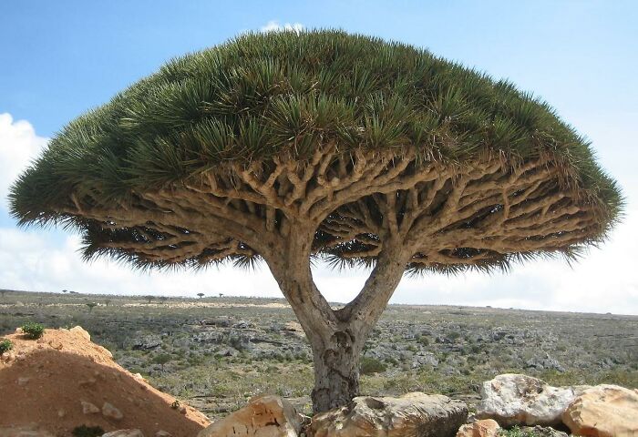 big Dracaena Cinnabari tree