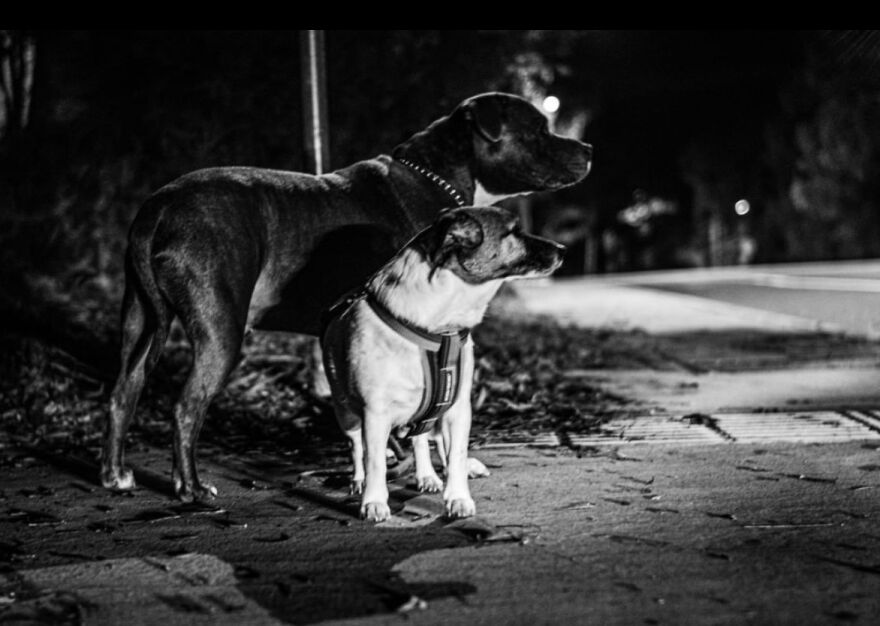 The Top 3 Reasons We Love Our Dogs: Unconditional Love, Stress Relief, And Security