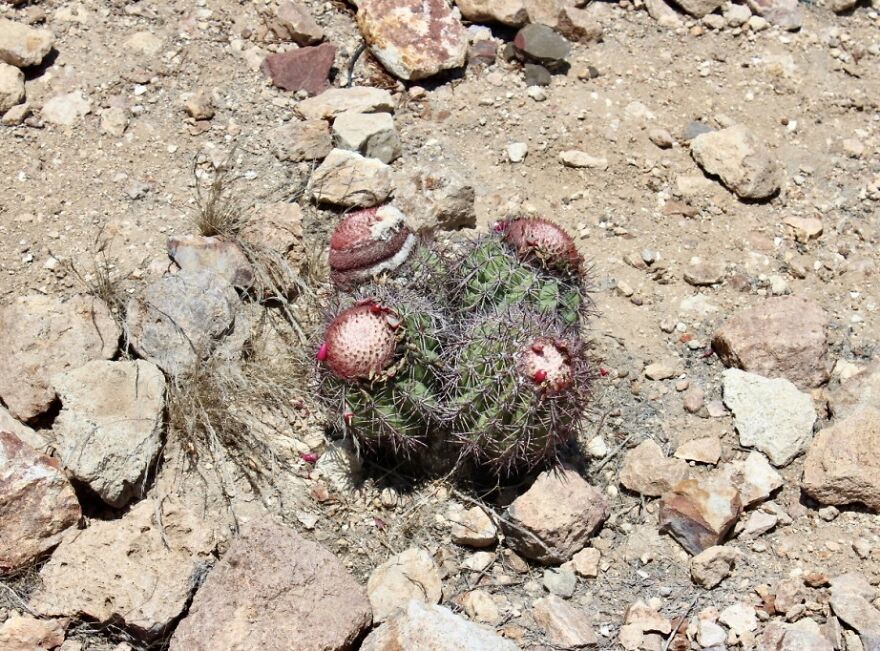 I Photographed Tucume, Valley Of The Pyramids (40 Pics)